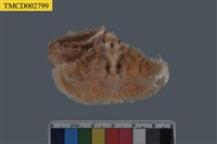 藏品(圓拱隱足蟹)的圖片